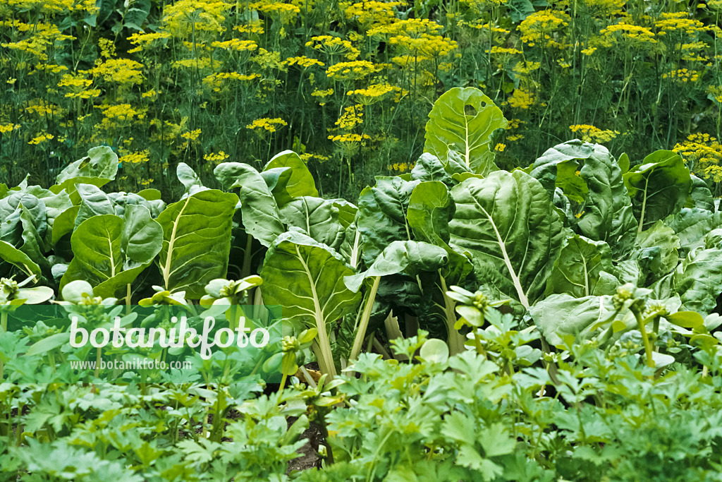 428281 - Dill (Anethum graveolens) und Mangold (Beta vulgaris var. cicla)