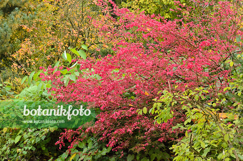 549075 - Dingle dangle tree (Euonymus planipes)