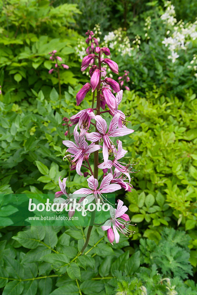 672081 - Diptam (Dictamnus albus)