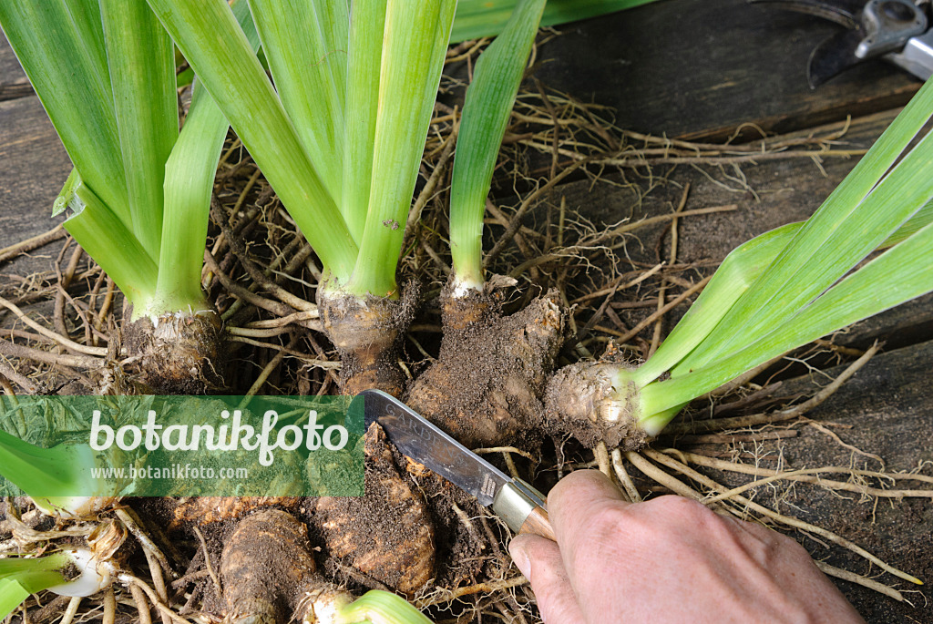 475287 - Dividing an iris (4): Separating the rhizomes