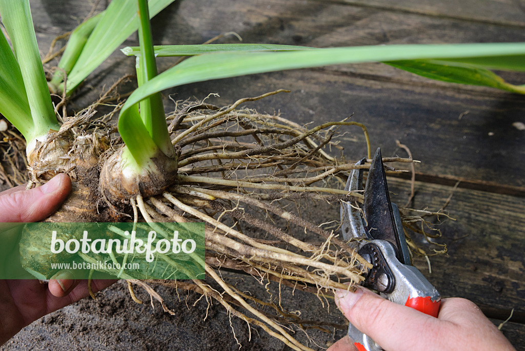 475288 - Dividing an iris (5): Trimming the roots