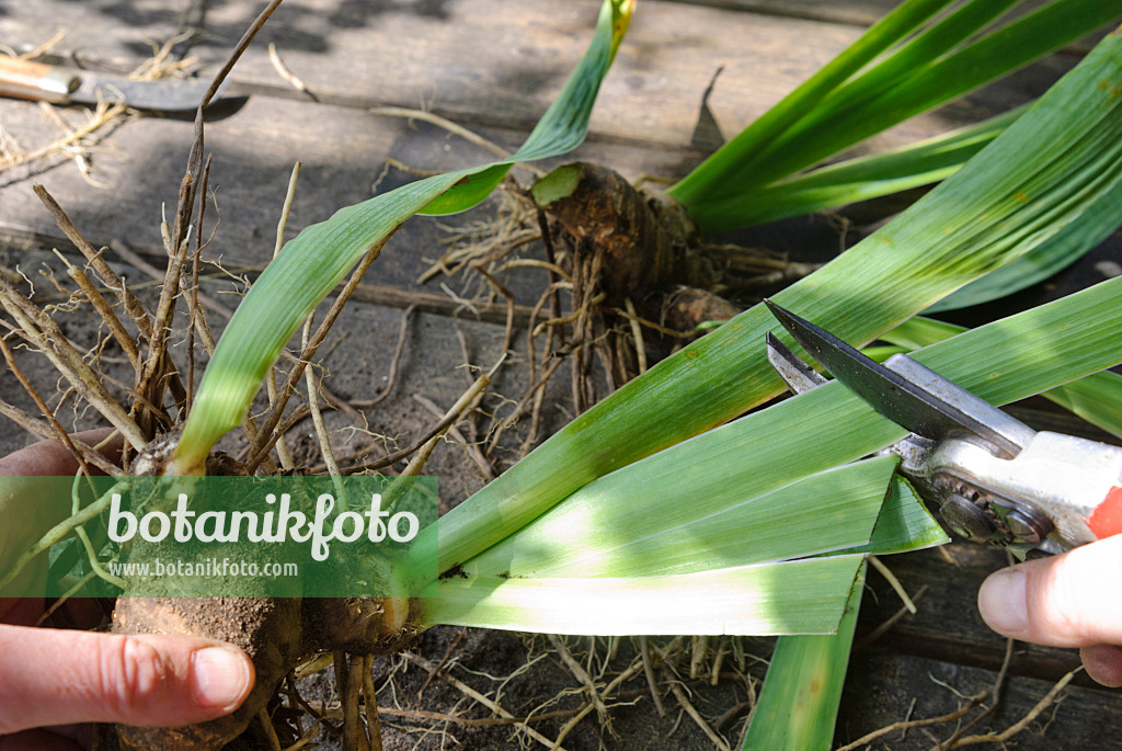 475289 - Dividing an iris (6): Trimming the foliage