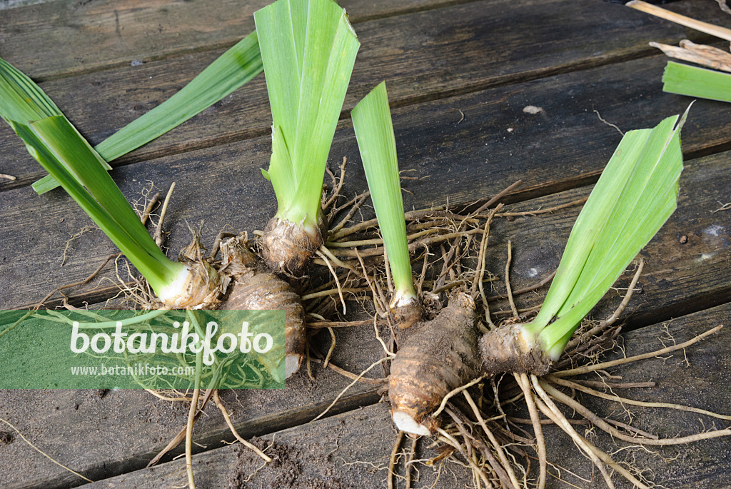 475290 - Dividing an iris (7): Separated rhizome ready for planting