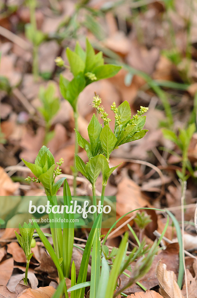 543005 - Dog's mercury (Mercurialis perennis)