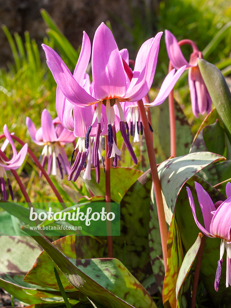 412002 - Dog's tooth violet (Erythronium dens-canis)