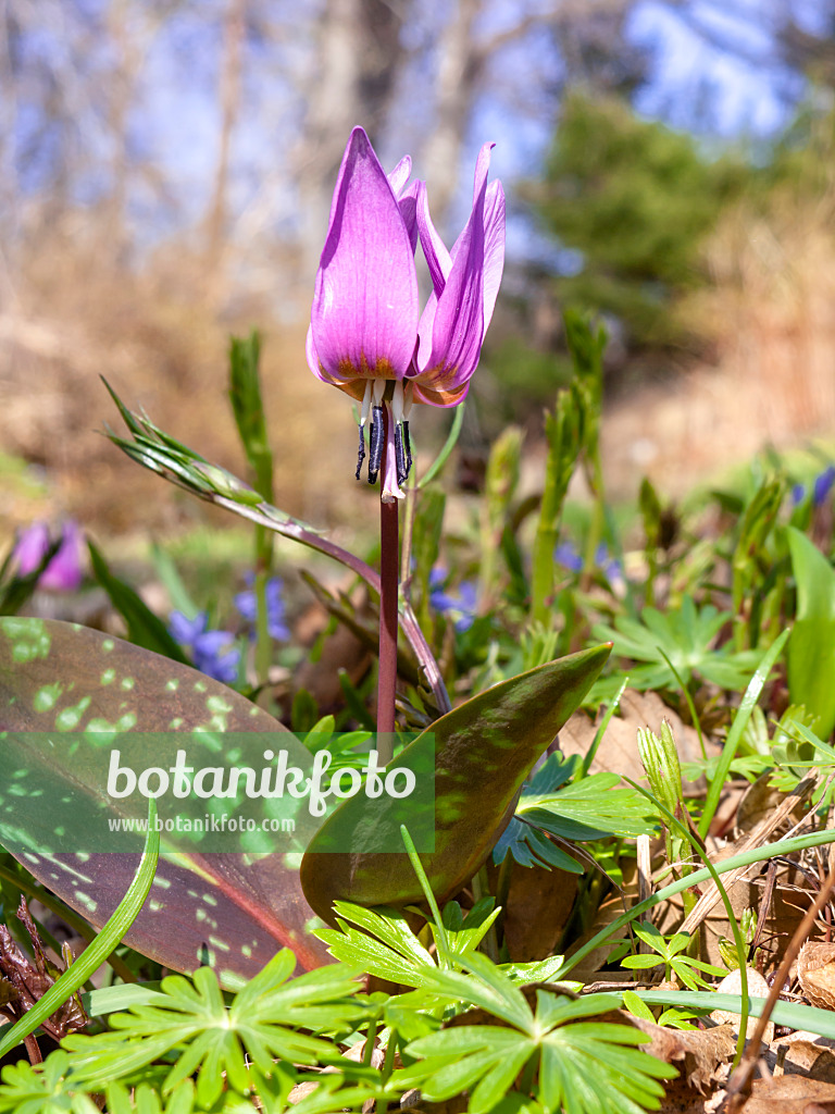 436120 - Dog's tooth violet (Erythronium dens-canis)