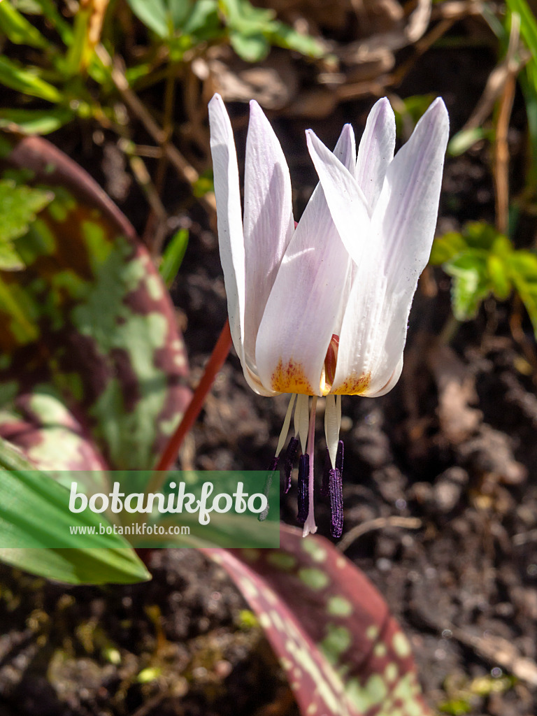 436125 - Dog's tooth violet (Erythronium dens-canis)