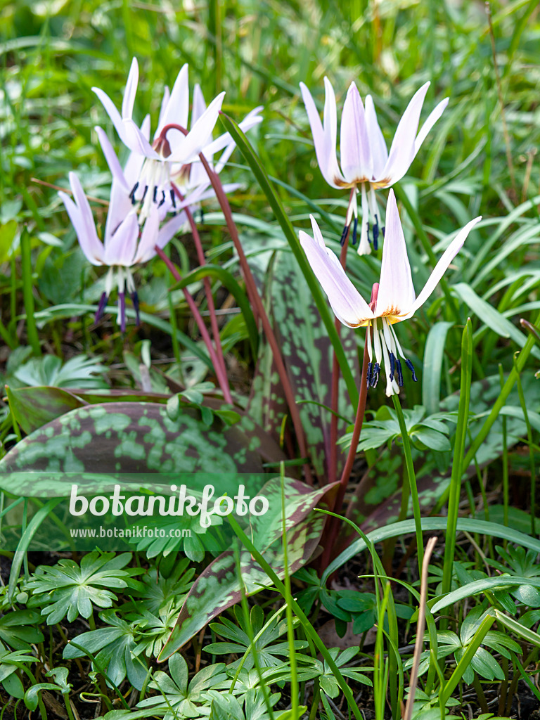 447030 - Dog's tooth violet (Erythronium dens-canis)
