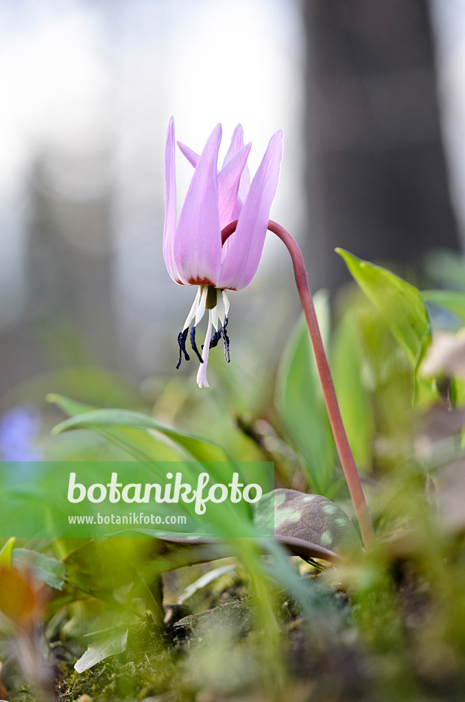519018 - Dog's tooth violet (Erythronium dens-canis)