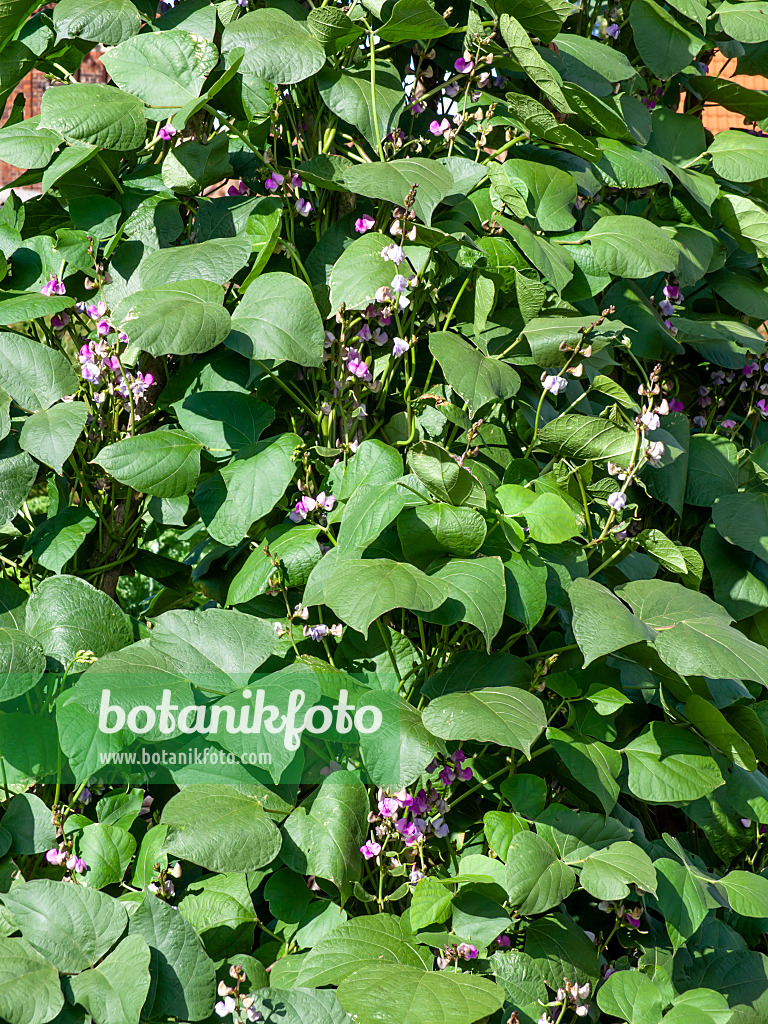 463121 - Dolique d'Egypte (Lablab purpureus syn. Dolichos lablab)