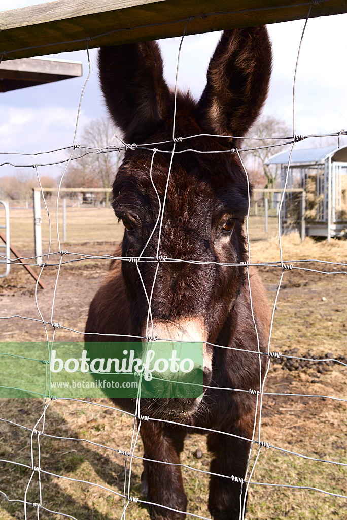 672056 - Donkey peering through wire fence