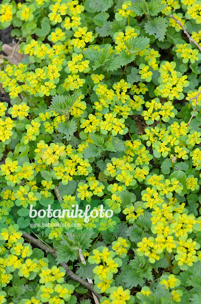 519162 - Dorine à feuilles alternes (Chrysosplenium alternifolium)