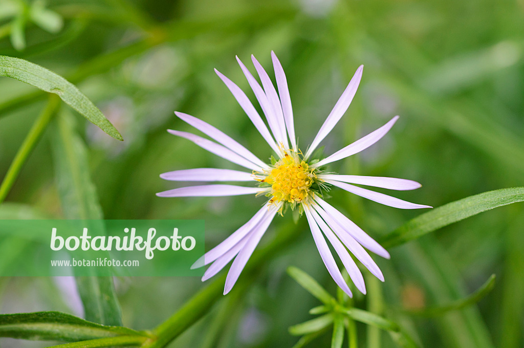 488132 - Douglas aster (Aster subspicatus)