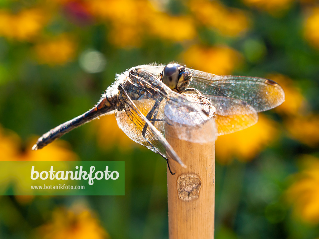428303 - Dragonfly (Sympetrum)
