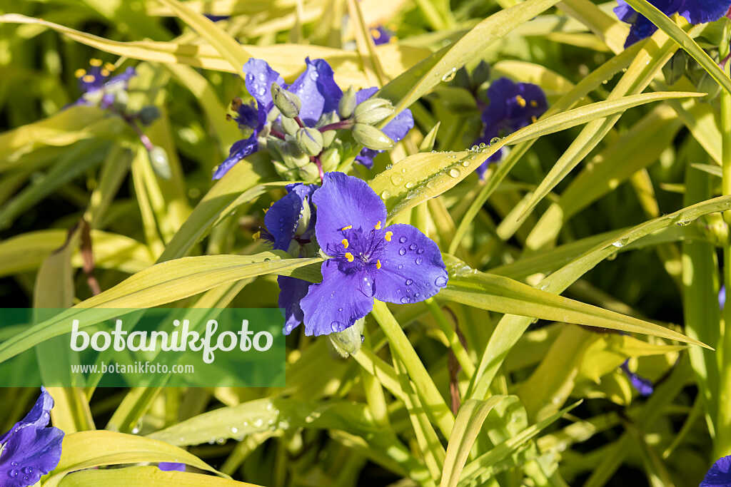 675378 - Dreimasterblume (Tradescantia x andersoniana 'Sweet Kate')