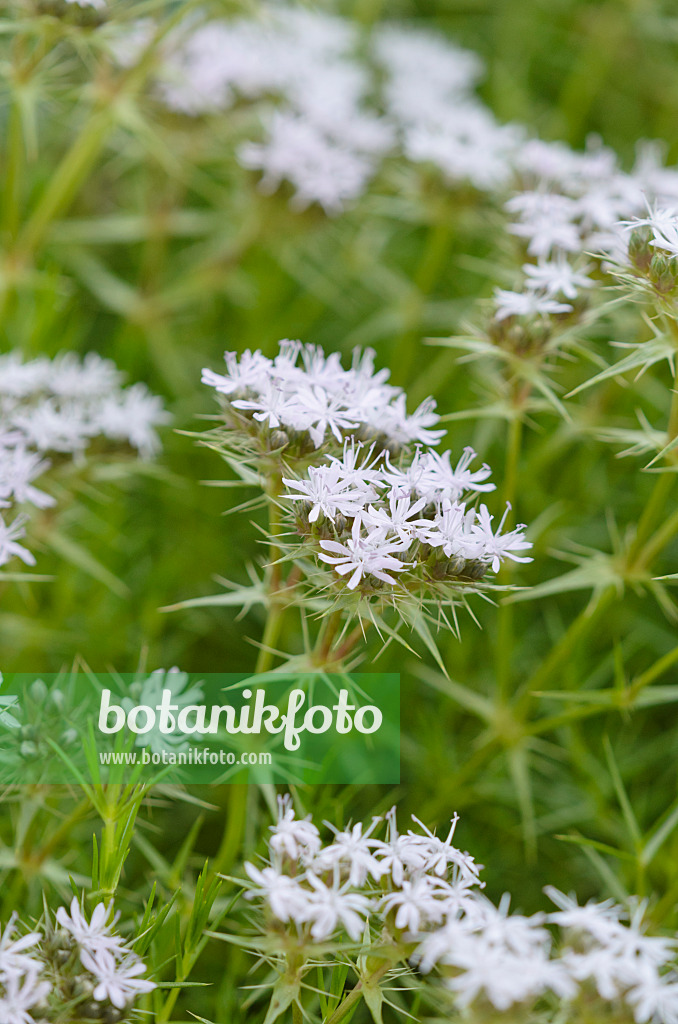 534005 - Drypis spinosa