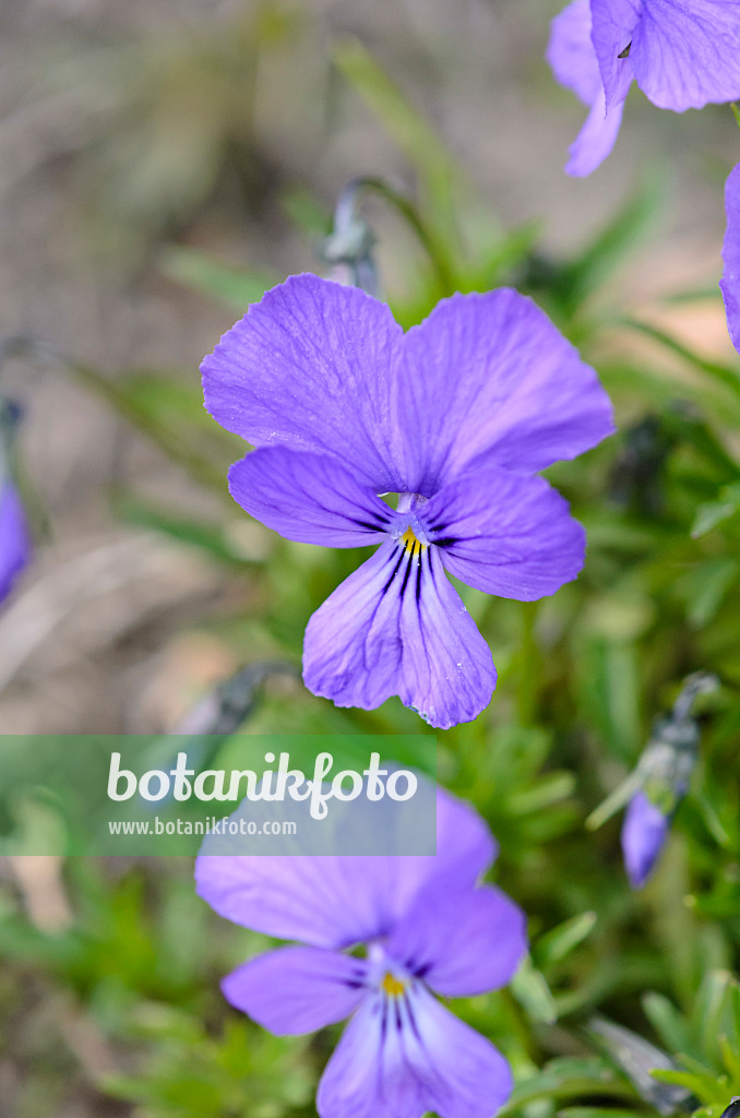 519067 - Duby's violet (Viola dubyana)