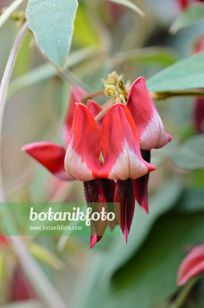 518140 - Dusky coral pea (Kennedia rubicunda)