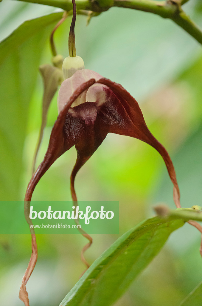 572027 - Dutchman's pipe (Aristolochia tricaudata)