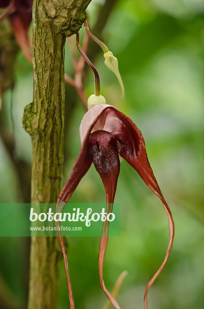 572028 - Dutchman's pipe (Aristolochia tricaudata)