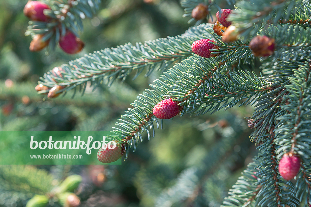 664314 - Dwarf Alberta spruce (Picea glauca 'Coerulea')