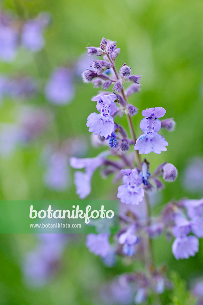 472343 - Dwarf catmint (Nepeta racemosa)