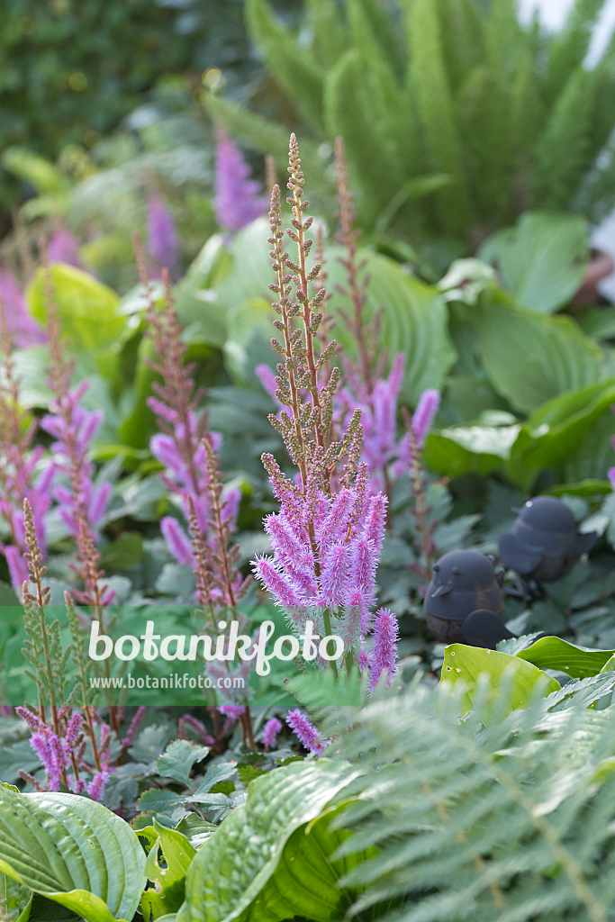 664042 - Dwarf Chinese astilbe (Astilbe chinensis var. pumila)