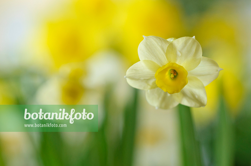 483260 - Dwarf daffodil (Narcissus Minnow)