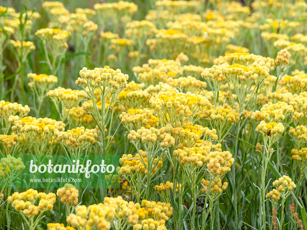 511059 - Dwarf everlasting (Helichrysum arenarium)
