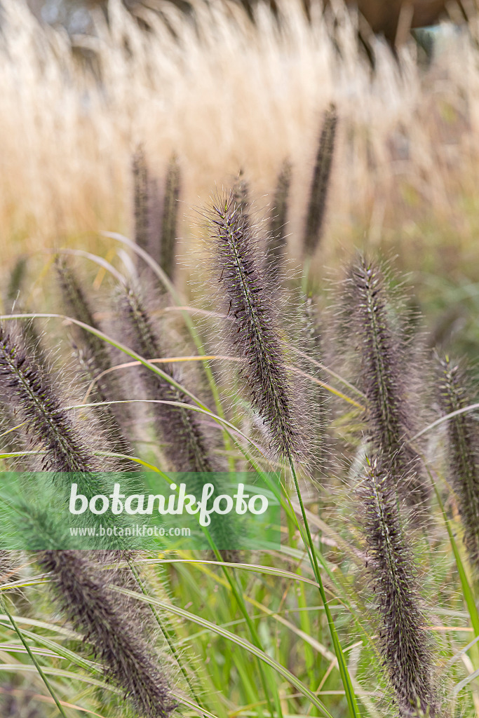 651424 - Dwarf fountain grass (Pennisetum alopecuroides 'Black Beauty')