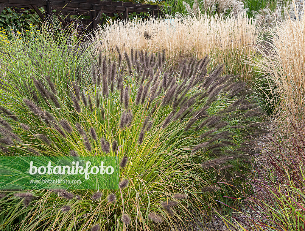 651425 - Dwarf fountain grass (Pennisetum alopecuroides 'Black Beauty')