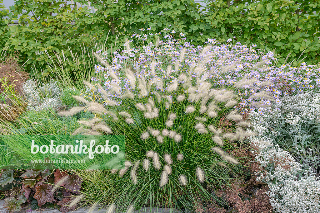 575174 - Dwarf fountain grass (Pennisetum alopecuroides 'Little Bunny')