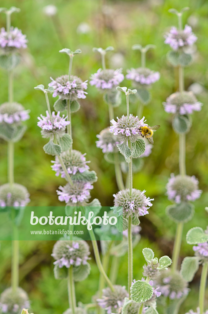 521264 - Dwarf horehound (Marrubium supinum) and bumble bee (Bombus)