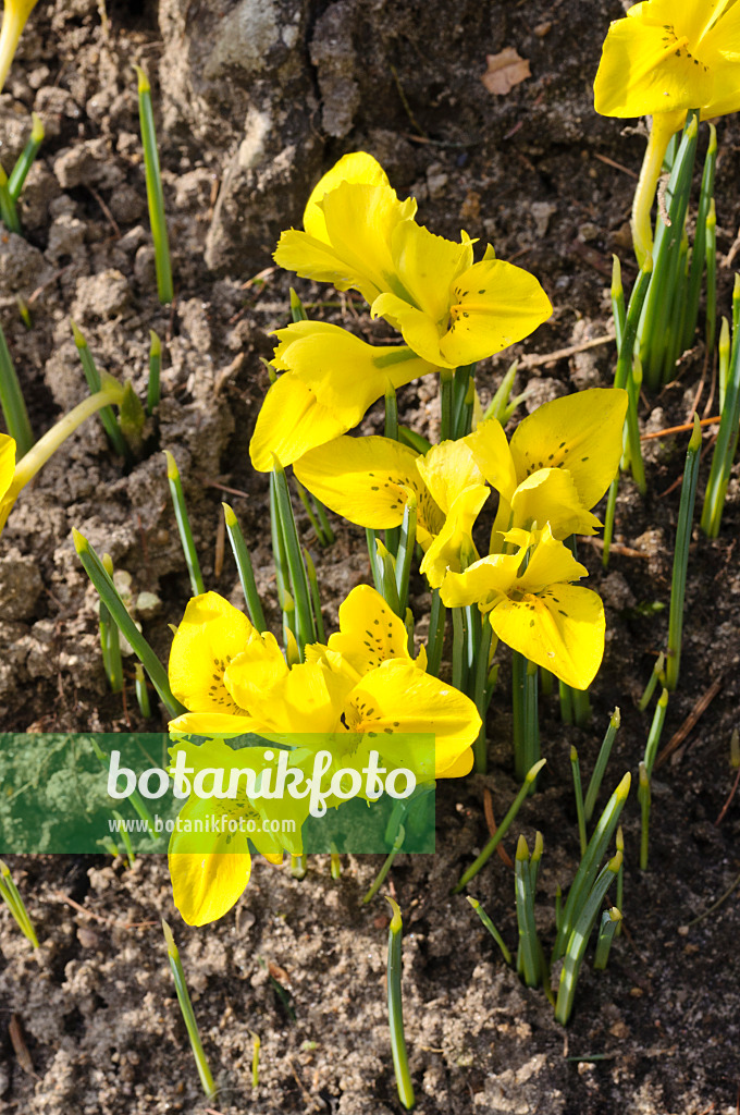 470048 - Dwarf iris (Iris danfordiae)