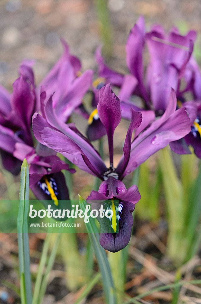 530016 - Dwarf iris (Iris histrioides 'George')
