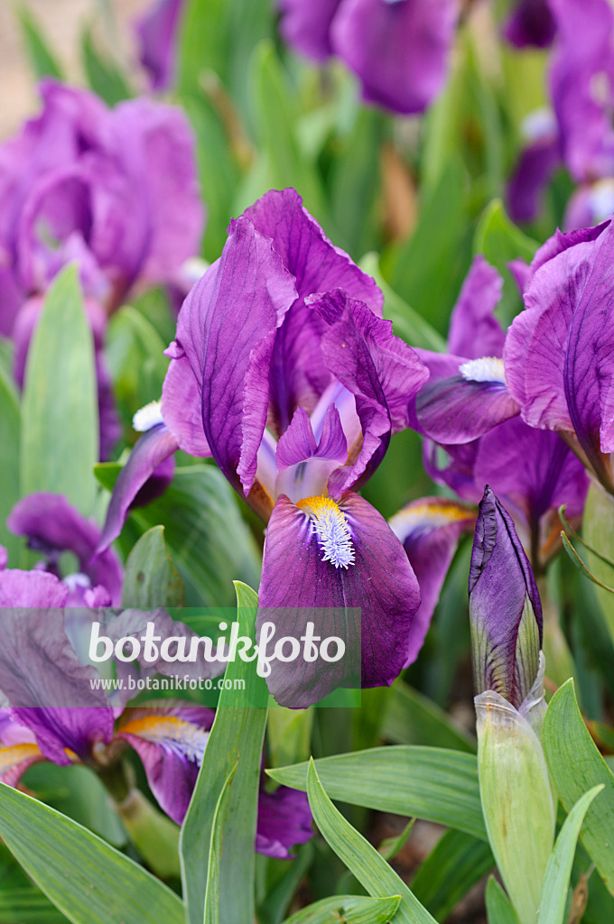 484024 - Dwarf iris (Iris pumila)