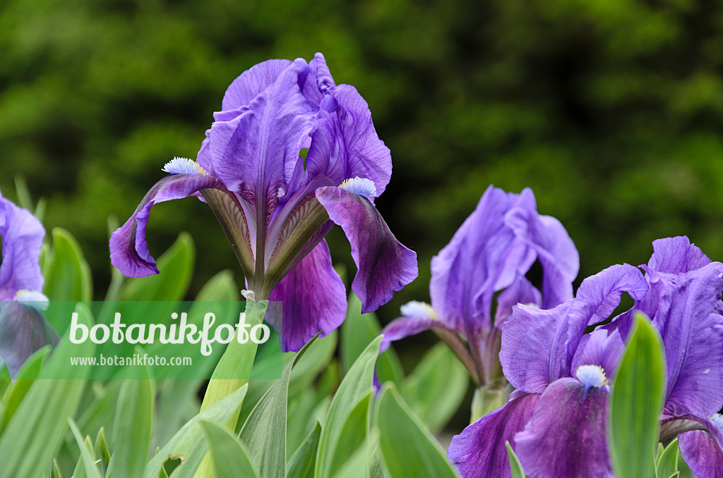 495342 - Dwarf iris (Iris pumila)