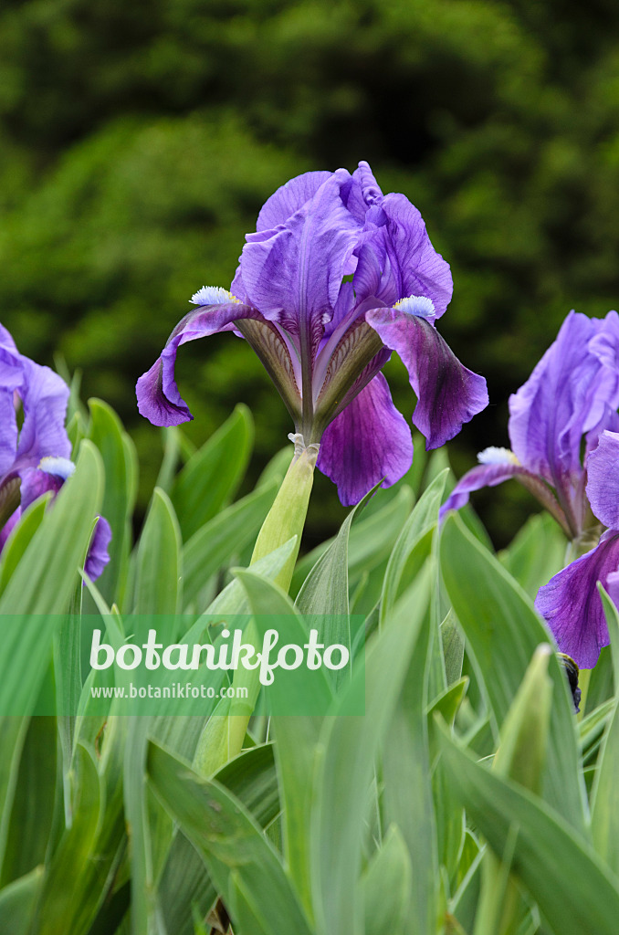 495343 - Dwarf iris (Iris pumila)