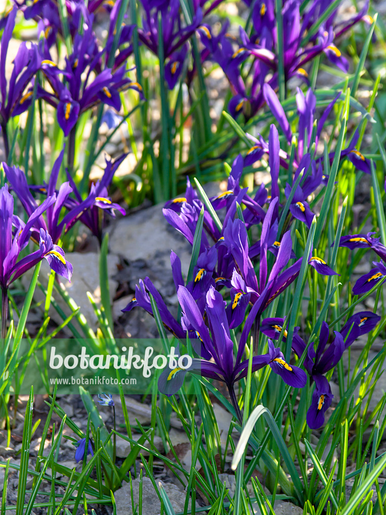 424010 - Dwarf iris (Iris reticulata)