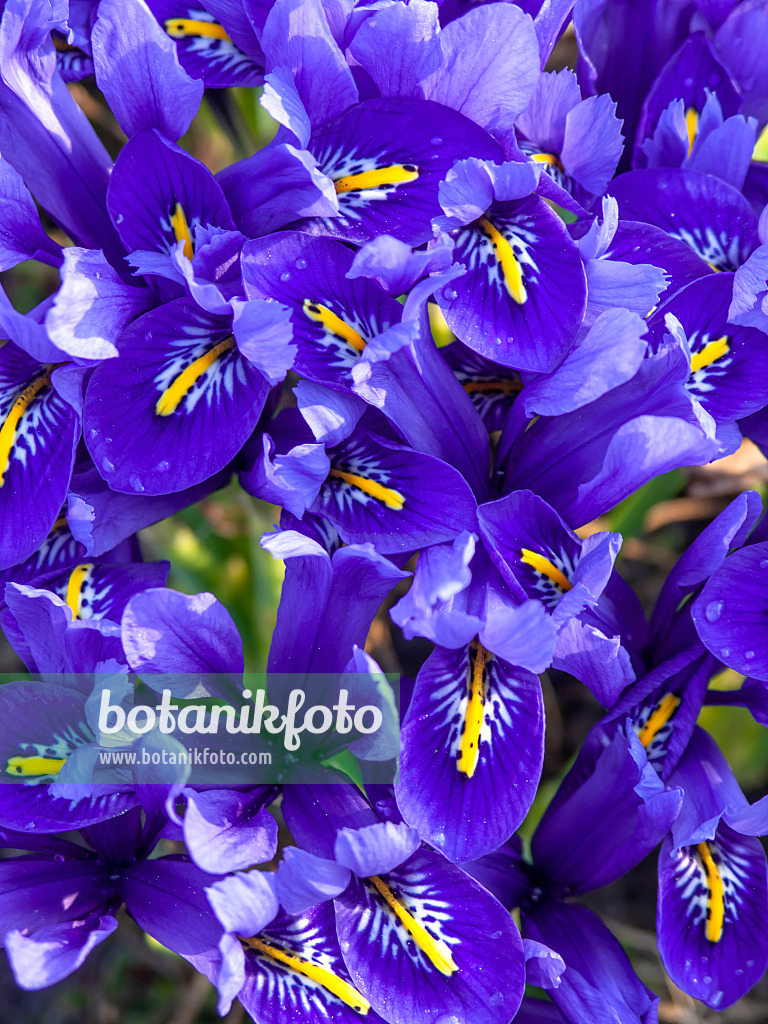 436085 - Dwarf iris (Iris reticulata)