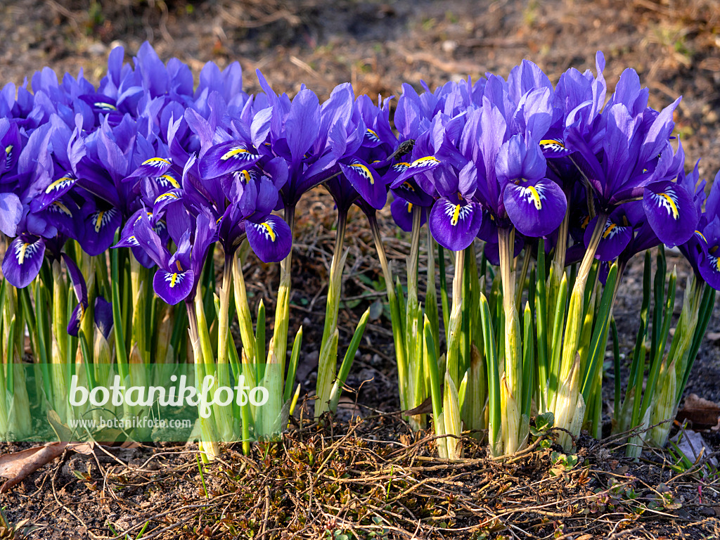 436087 - Dwarf iris (Iris reticulata)