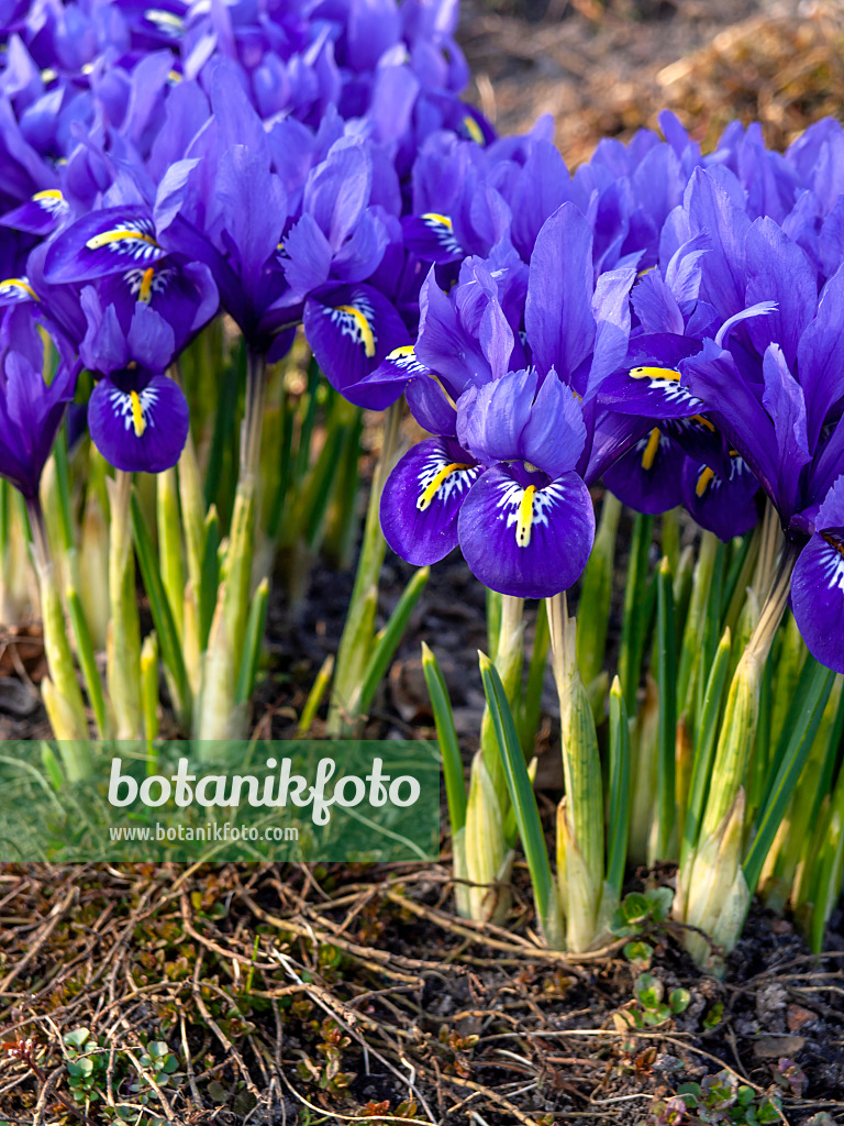 436088 - Dwarf iris (Iris reticulata)