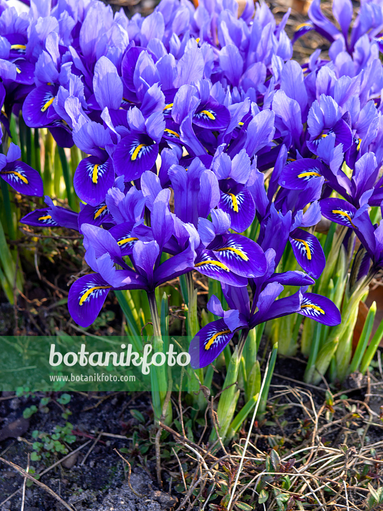 436089 - Dwarf iris (Iris reticulata)