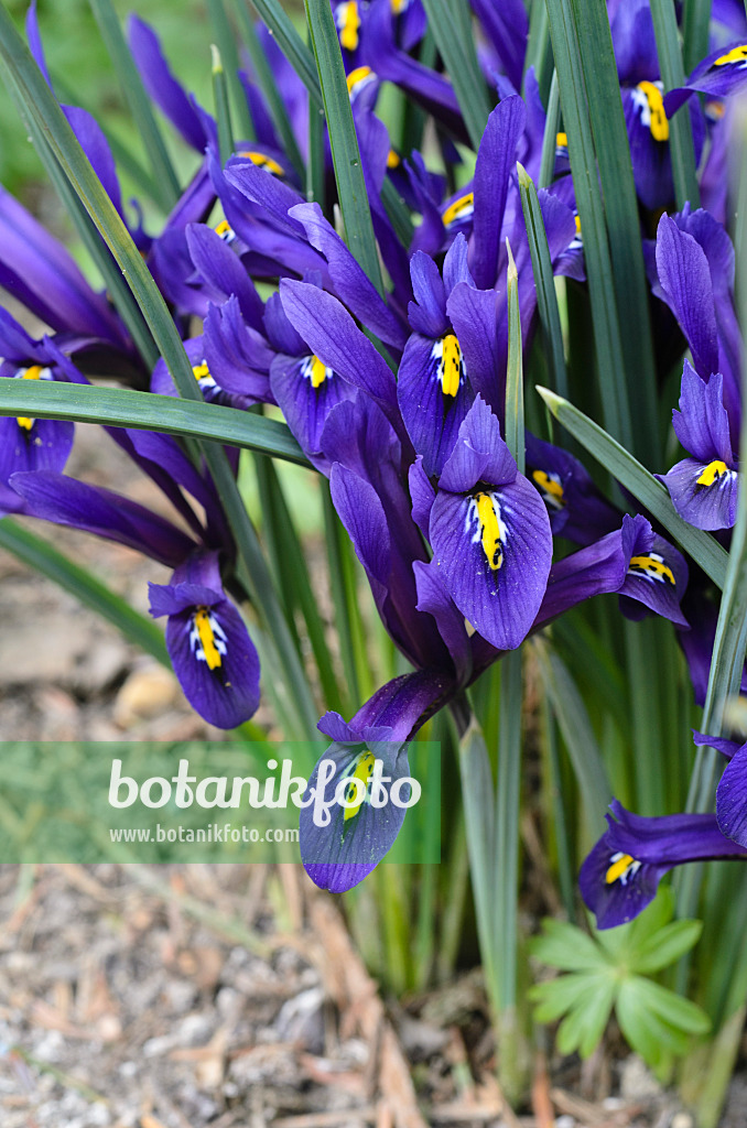 494138 - Dwarf iris (Iris reticulata)