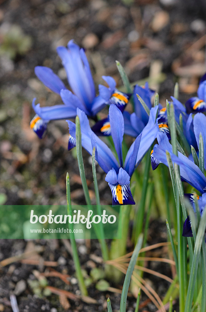 529165 - Dwarf iris (Iris reticulata 'Gordon')
