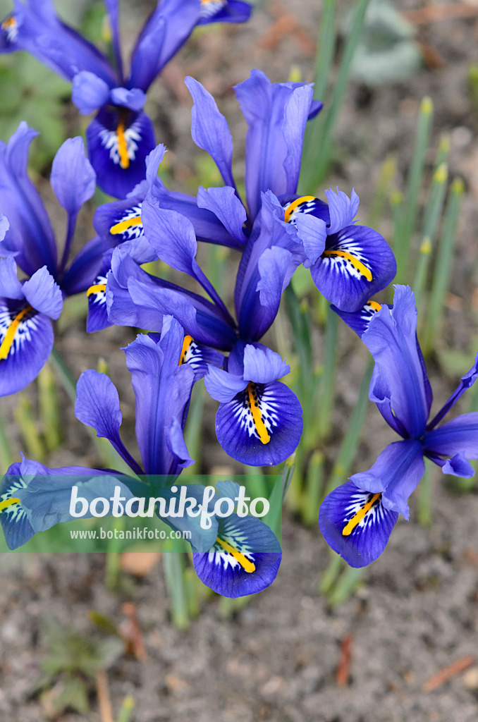 542012 - Dwarf iris (Iris reticulata 'Harmony')