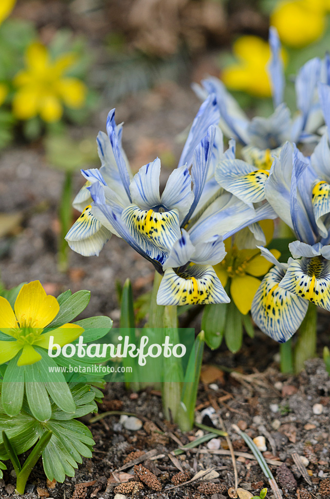 529164 - Dwarf iris (Iris reticulata 'Katharine Hodgkin')
