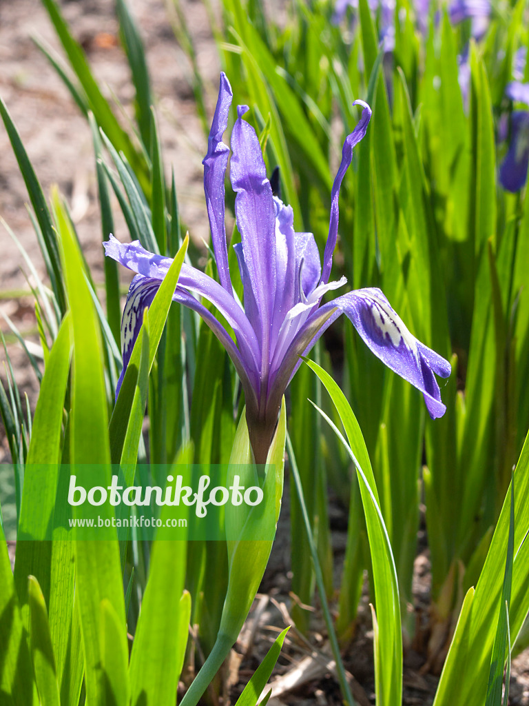 400146 - Dwarf iris (Iris ruthenica)