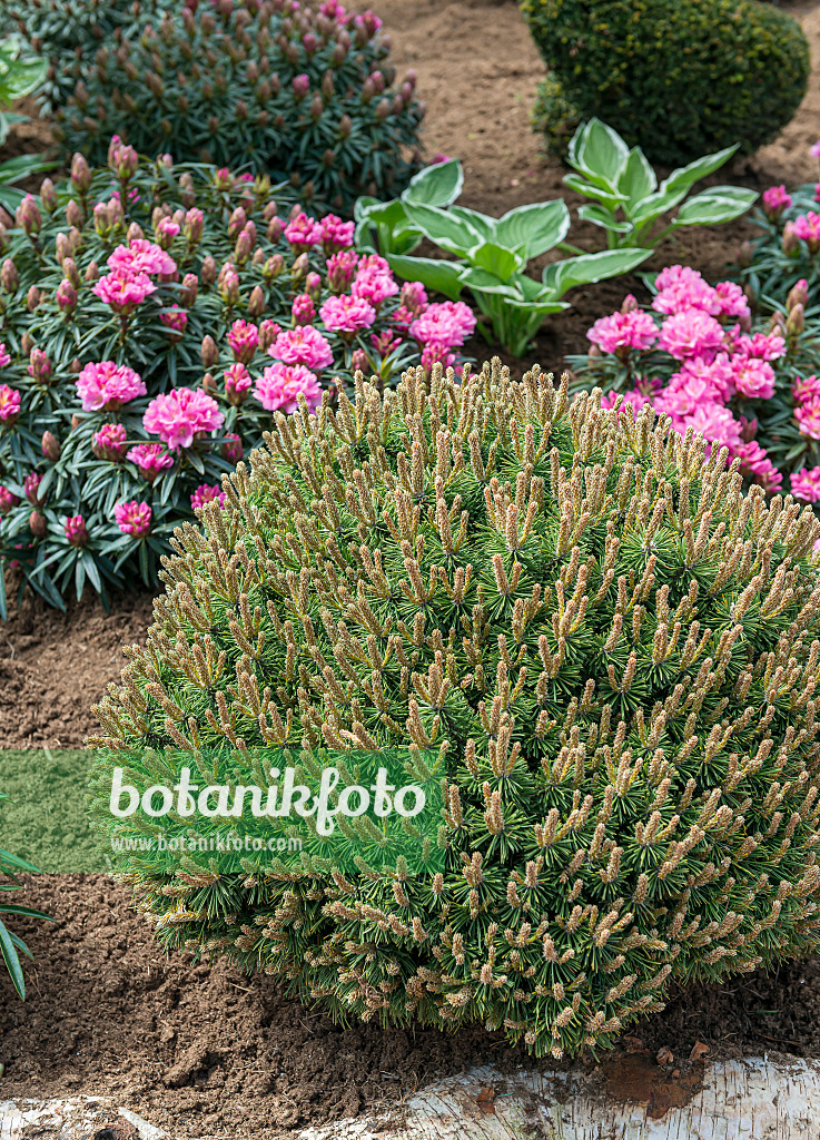 651437 - Dwarf mountain pine (Pinus mugo 'Benjamin')