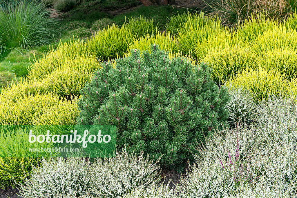 651438 - Dwarf mountain pine (Pinus mugo 'Humpy') and common heather (Calluna vulgaris)